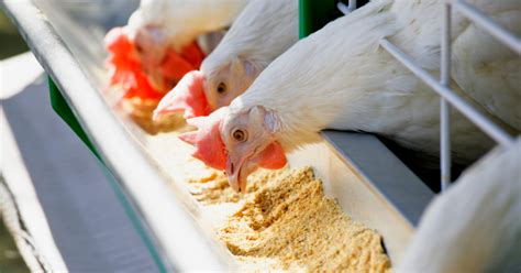 condition vitamins sa manok panabong|Alamin ang Wastong Gamefowl Nutrition and Vitamins.